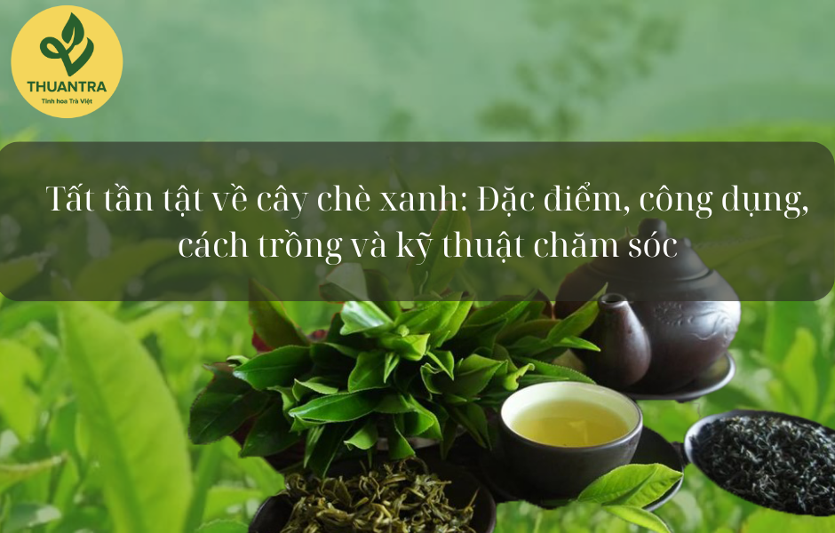 Cách Trồng Cây Hoa Nhài: Kỹ Thuật Trồng Và Chăm Sóc Chi Tiết Từ A Đến Z