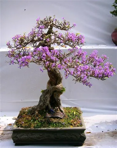 Vẻ đẹp và ý nghĩa của hoa bằng lăng tím trong tiểu cảnh sân vườn.