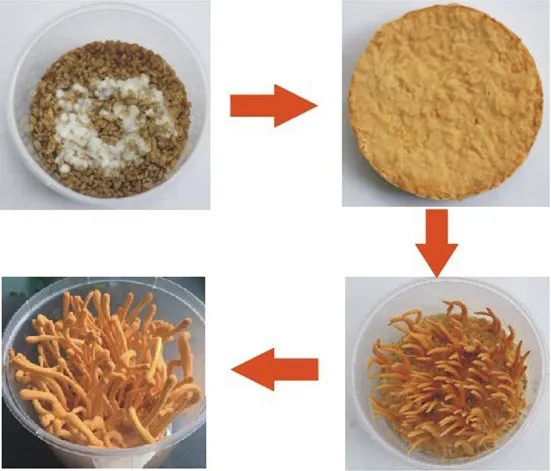 Hệ thống phòng nuôi cấy Đông trùng hạ thảo hiện đại đảm bảo kỹ thuật