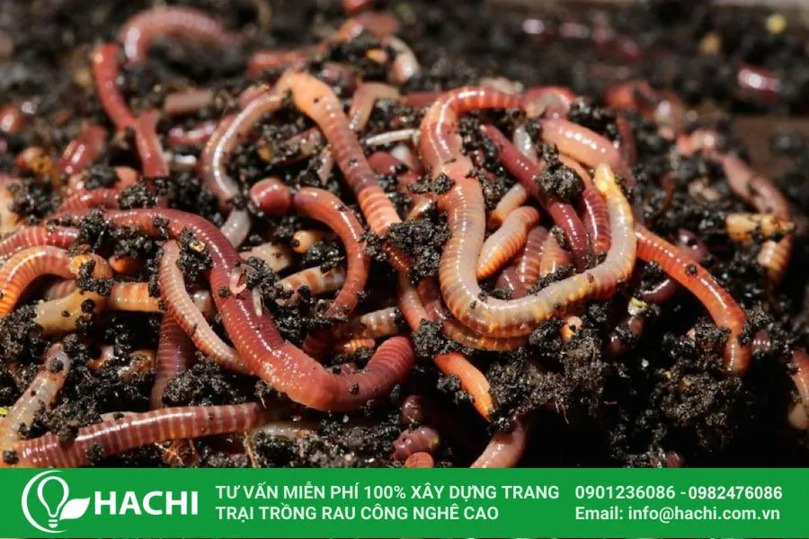 Giun đất giúp làm tơi xốp đất hiệu quả