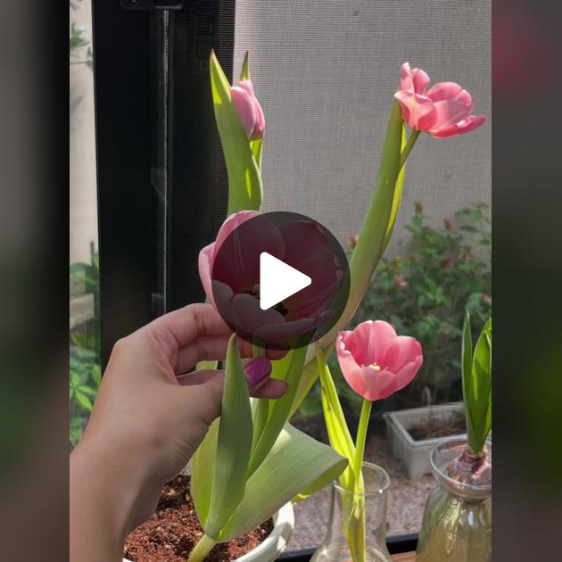 Cách Trồng Hoa Thiên Điểu: Kỹ Thuật Đạt Chuẩn Để Cây Ra Hoa Lớn