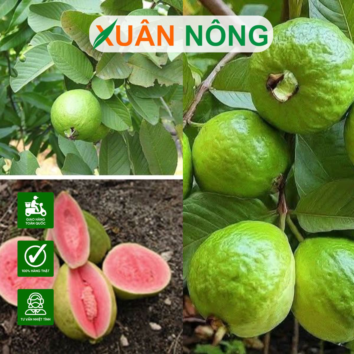 Cách Trồng Và Chăm Sóc Cây Ổi Đạt Chuẩn Kỹ Thuật Năng Suất Vượt Trội Cách Trồng Và Chăm Sóc Cây Ổi Đạt Chuẩn Kỹ Thuật Năng Suất Vượt Trội