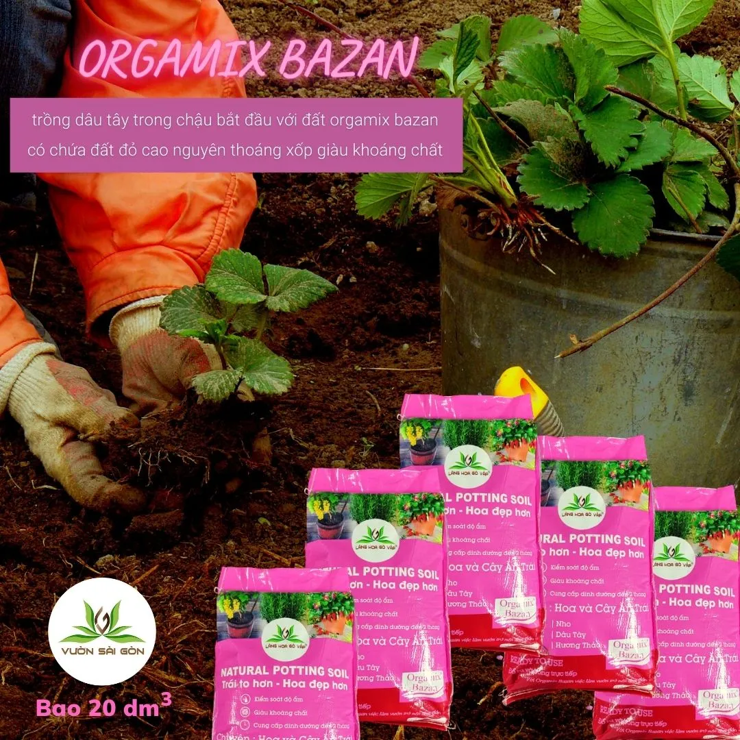 Trồng Dâu Tây Chịu Nhiệt Bằng Đất Orgamix Bazan