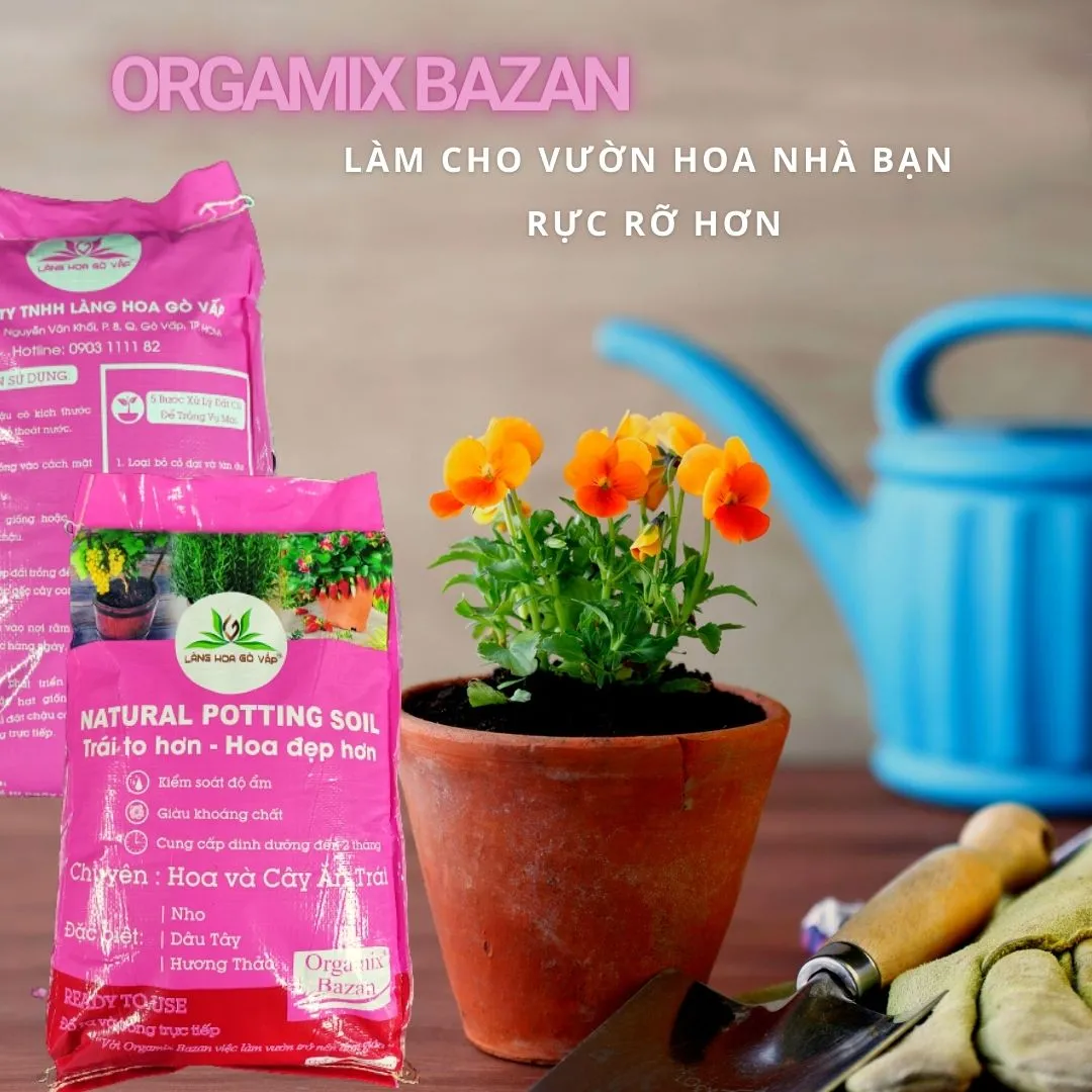 Cách Trồng Hoa Cúc Bằng Hạt: Hướng Dẫn Chi Tiết A-Z Cho Người Mới Bắt Đầu