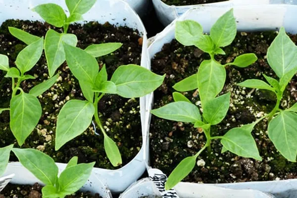 Bảng so sánh thời gian nảy mầm của các giống ớt khác nhau