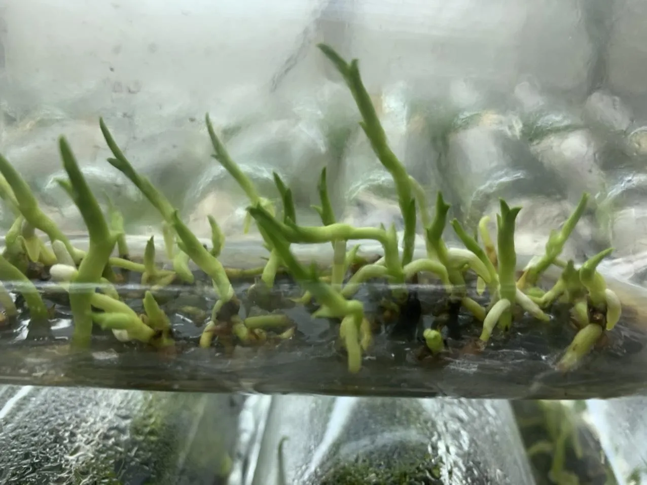 Cây lan con sau khi ra khỏi mô, được trồng trong khay và bắt đầu thích nghi