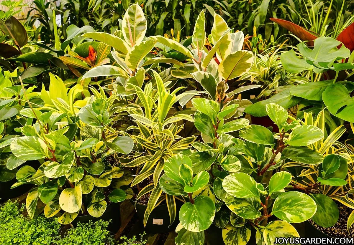 Một nhóm các loại cây cảnh đa dạng đang phát triển mạnh trong nhà kính