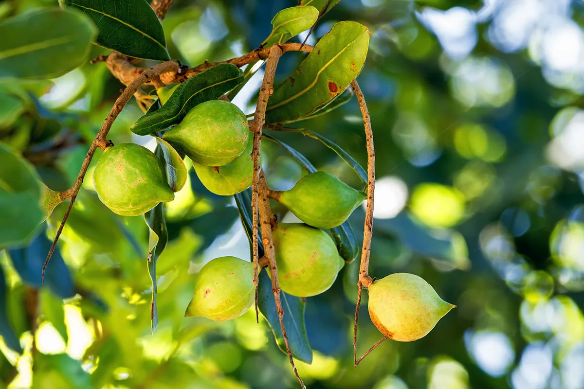 Quả mắc ca khi còn xanh