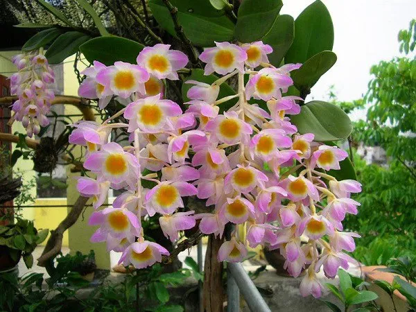 Hình ảnh một góc vườn lan kiều tím (lan thủy tiên) được trồng và chăm sóc kỹ lưỡng, thể hiện sự sinh trưởng khỏe mạnh của cây