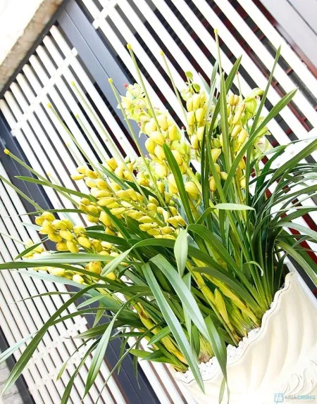 Sử dụng chậu trồng chuyên biệt cho cây hoa địa lan