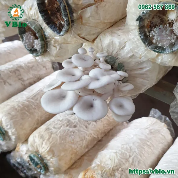 Phôi nấm sò trắng đã phủ kín tơ nấm, sẵn sàng nuôi trồng
