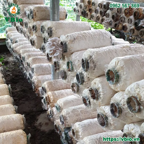 Kiểm tra phôi nấm sò trắng trước khi đưa vào khu vực chăm sóc