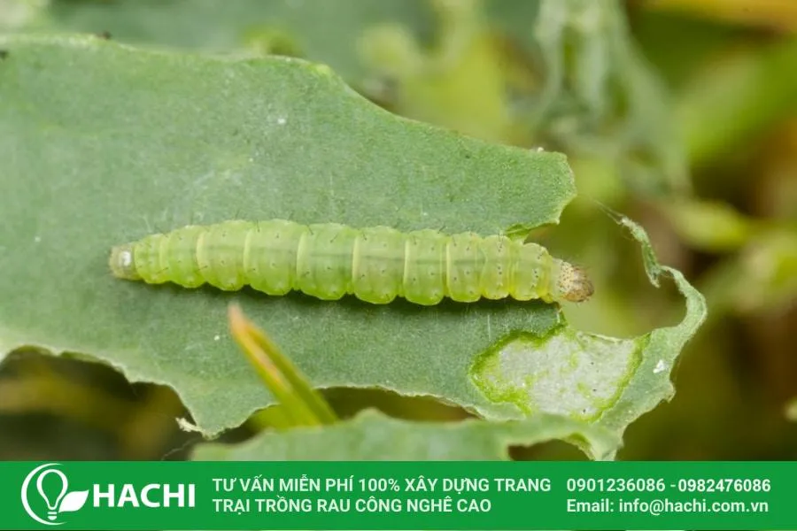 Phòng trừ sâu bệnh hại