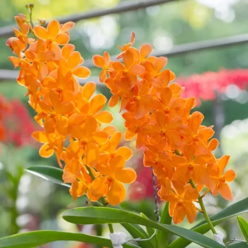 Kỹ thuật ghép lan Hỏa Hoàng Cam lên giá thể gỗ