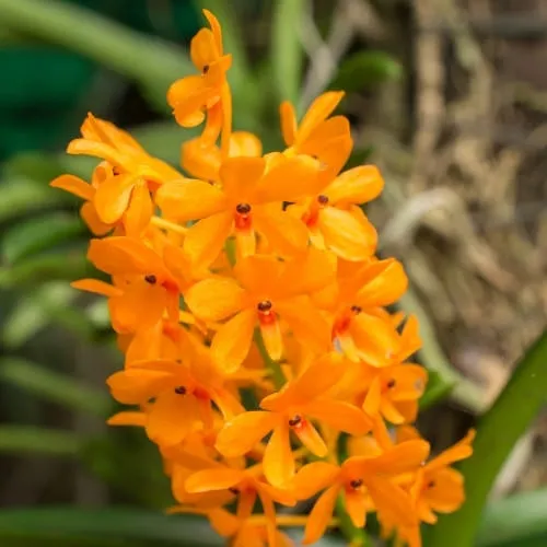 Phân bón viên nén cho lan Hỏa Hoàng Cam