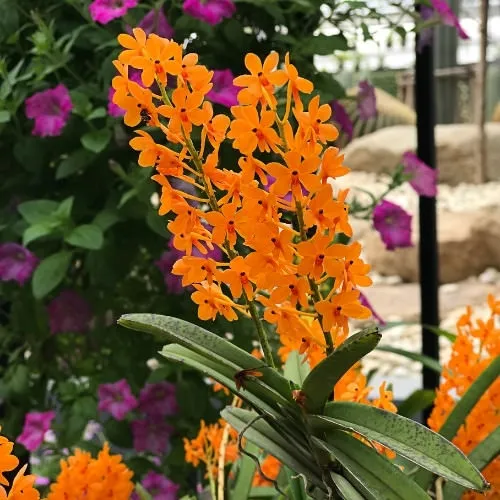 Lan Hỏa Hoàng Cam với màu sắc rực rỡ trong chậu đất nung