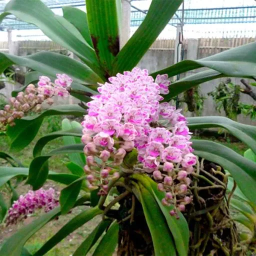 Một chậu Lan Tai Trâu đơn thân phát triển khỏe mạnh