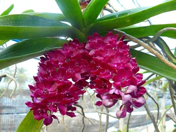 Cận cảnh hoa Lan Đại Châu (Tai Trâu) màu hồng tím rực rỡ