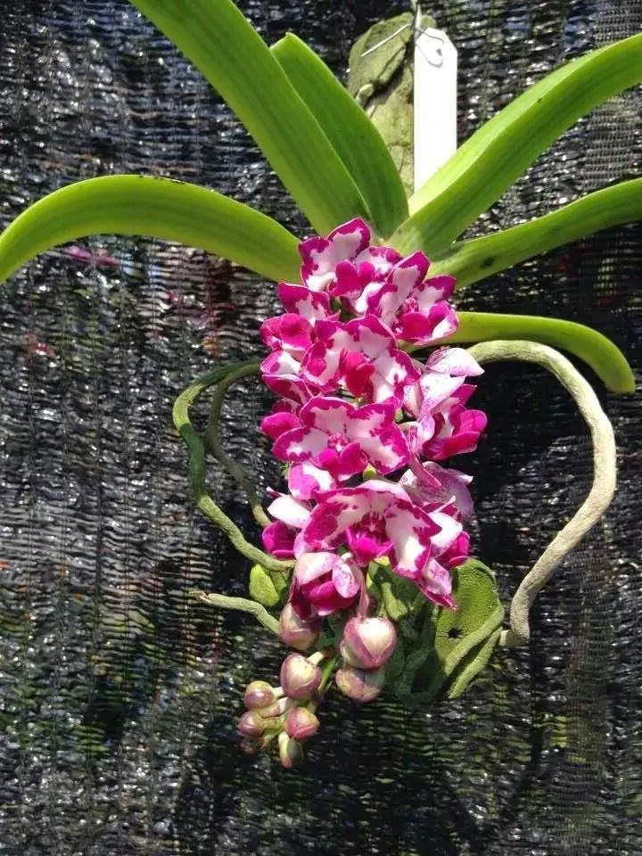 Giá thể gỗ và chậu treo lý tưởng cho việc cách trồng hoa lan tai trâu