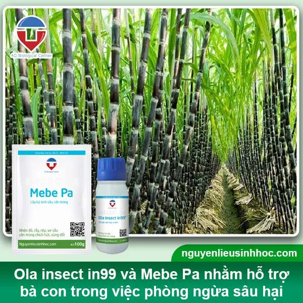 Sử dụng chế phẩm sinh học để ngăn chặn sự tấn công của sâu và côn trùng gây ảnh hưởng đến chất lượng cây mía