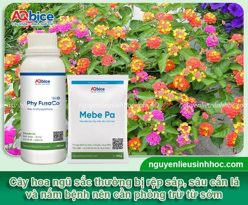 Phòng trừ sâu bệnh định kỳ cho cây hoa ngũ sắc là cần thiết để giảm nguy cơ lây lan mầm bệnh.