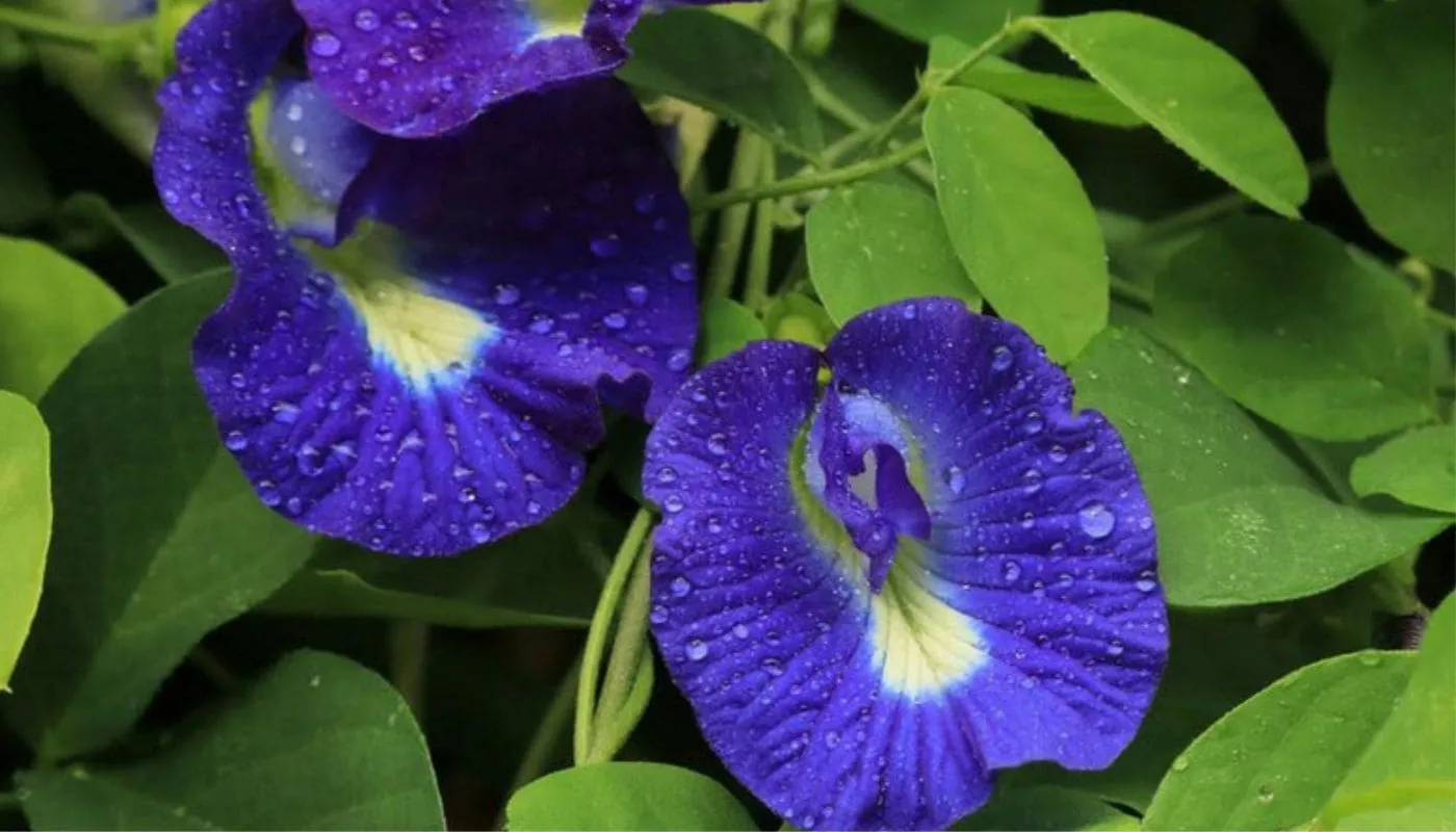 Biện pháp phòng trừ sâu bệnh sinh học cho giàn hoa đậu biếc tại nhà