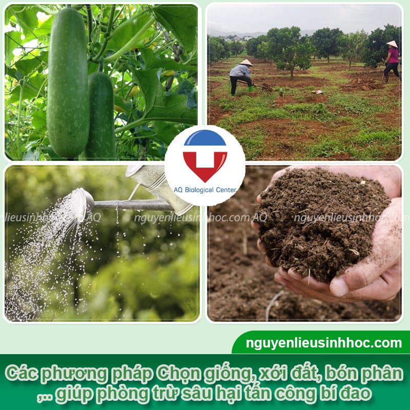 Cách Làm Giàn Trồng Bí Đao Chuẩn Kỹ Thuật Giúp Tăng Năng Suất Thu Hoạch