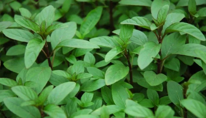 Các biện pháp phòng ngừa và xử lý sâu bệnh thông thường trên rau húng Láng