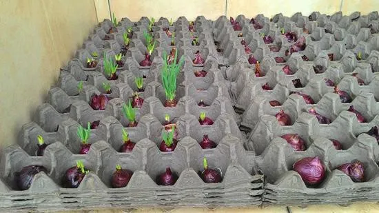 Các cách trồng hành lá