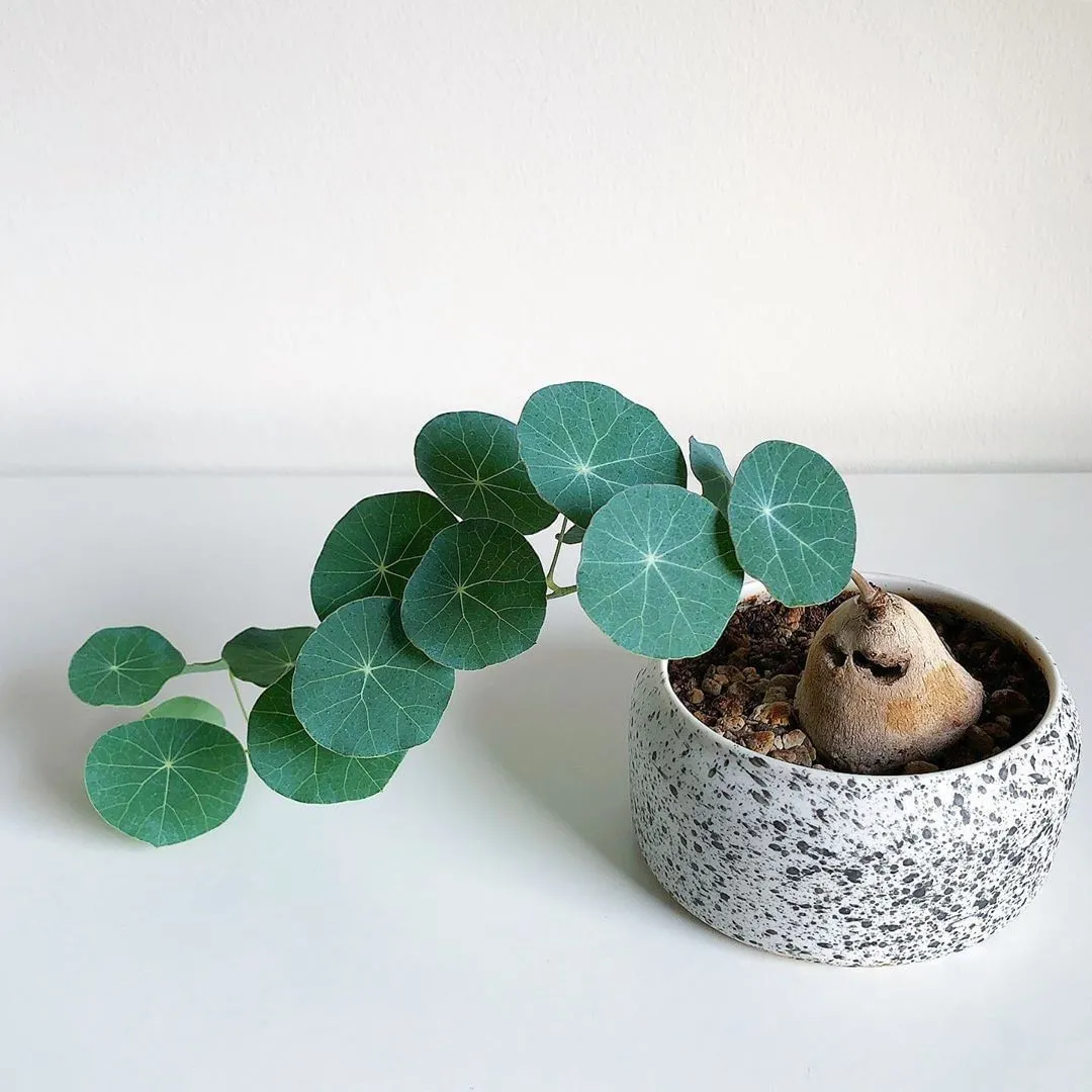 Củ bình vôi được trồng trong chậu gốm trang trí nội thất.