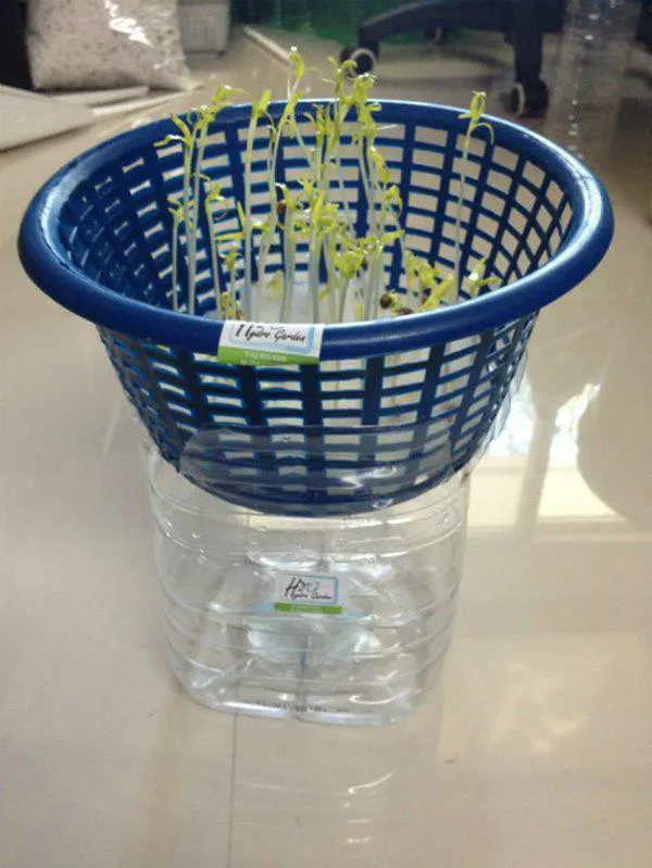 Đặt rổ mầm rau muống vào dung dịch thủy canh