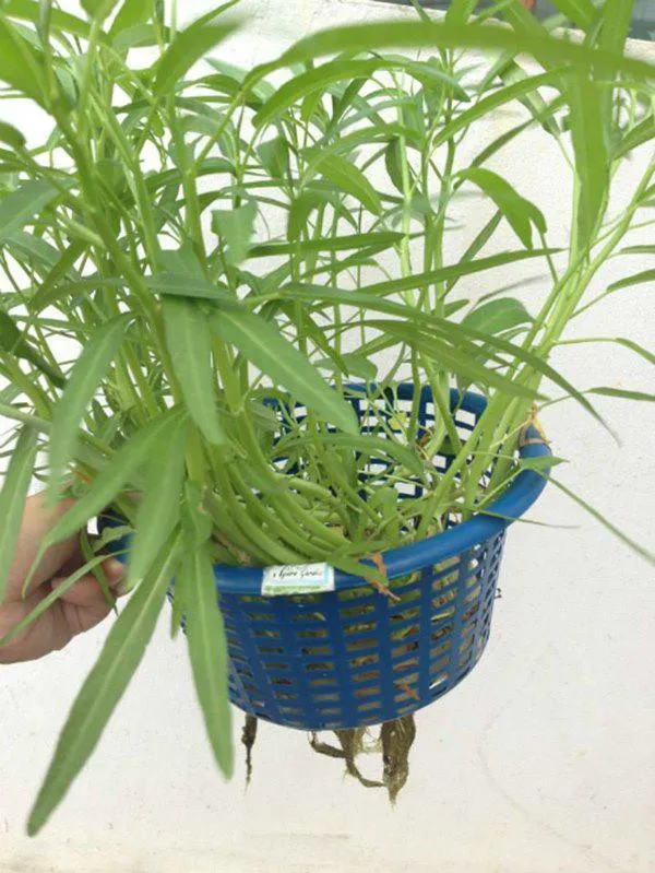 Rau muống thủy canh phát triển xanh tốt trong môi trường nước
