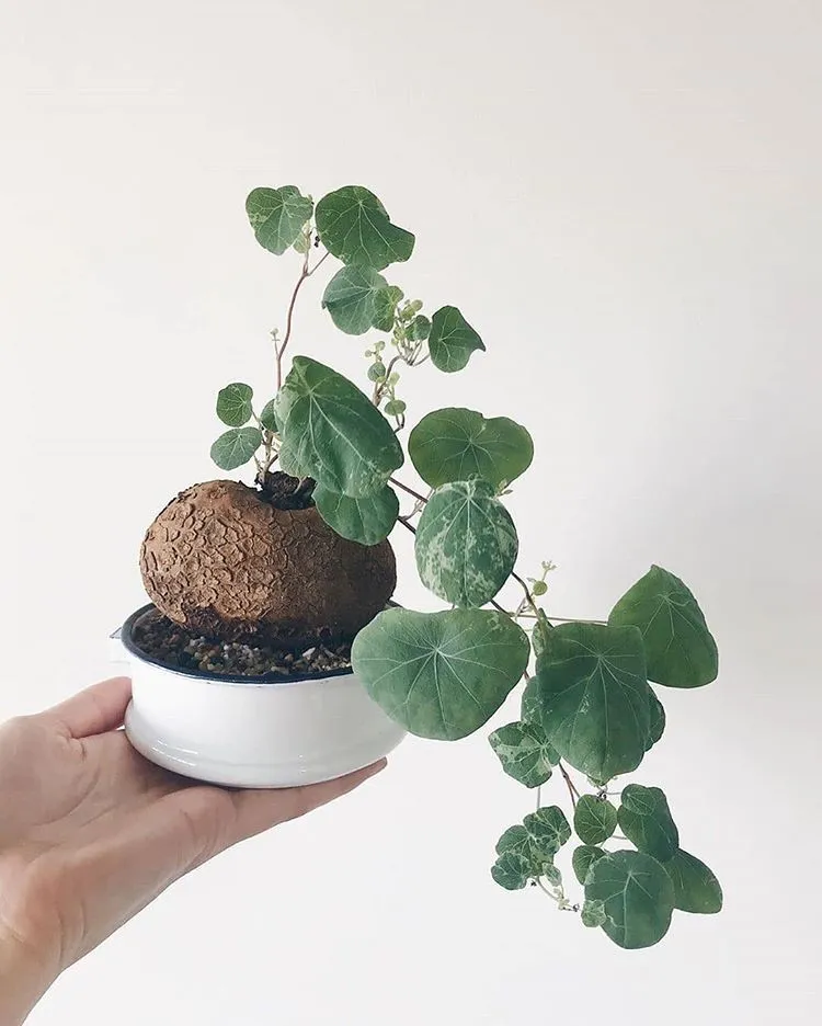 Lựa chọn giá thể trồng cây bình vôi thoáng khí và thoát nước tốt.