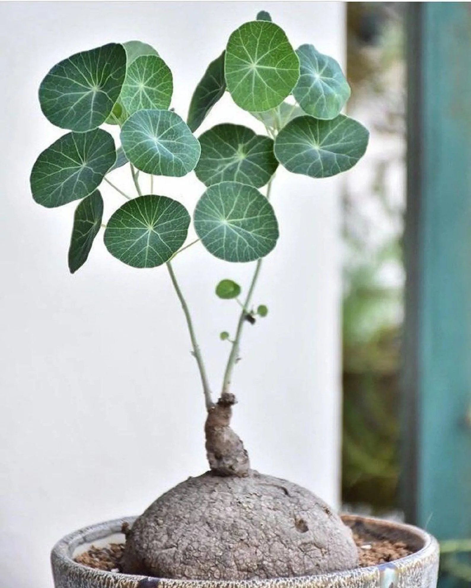 Chậu cây bình vôi được đặt ở vị trí có ánh sáng tự nhiên.