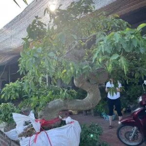 Cận cảnh một chậu cây cảnh được chăm sóc cẩn thận, biểu thị sự phát triển khỏe mạnh