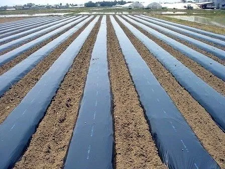 Phủ bạt chống cỏ