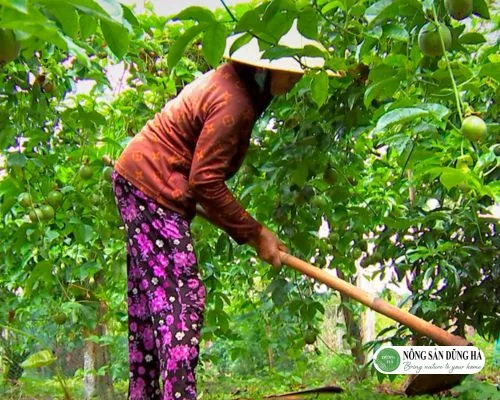 Các phương pháp chăm sóc cây chanh dây giúp tăng năng suất