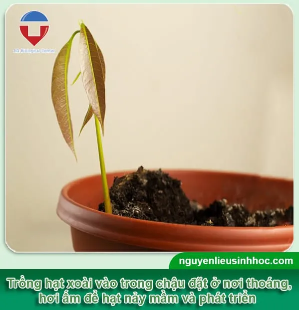 Phương pháp phơi khô hạt xoài trước khi gieo trồng