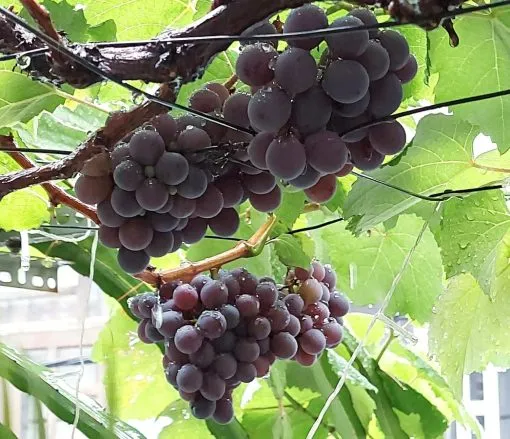 Chuẩn bị đất trồng nho lùn trong chậu với hỗn hợp tơi xốp và giàu dinh dưỡng