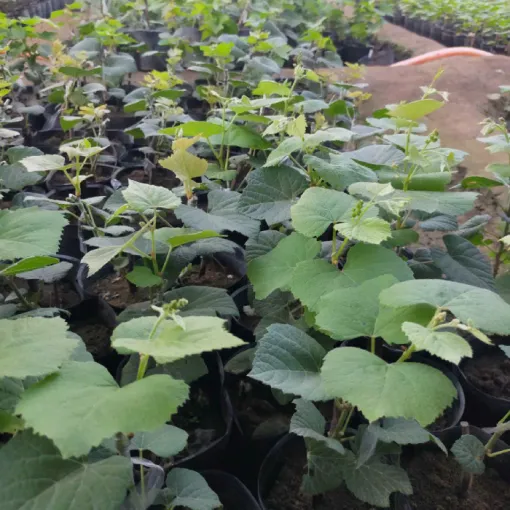Cây nho giống lùn chất lượng cao đang phát triển thân rễ khỏe mạnh trước khi trồng vào chậu
