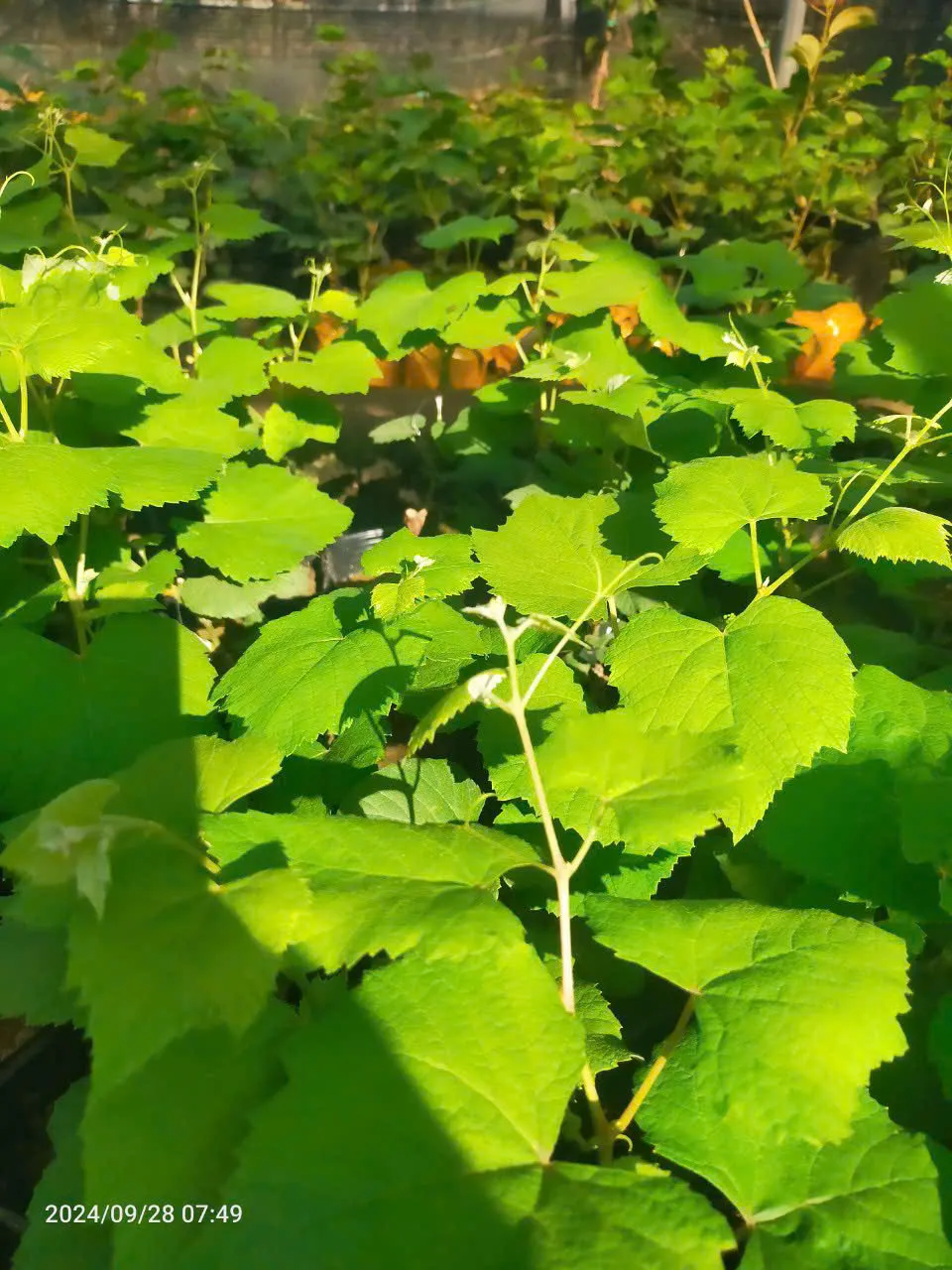 Chùm nho lùn đang vào giai đoạn chín mọng, minh chứng cho cách trồng nho lùn trong chậu thành công