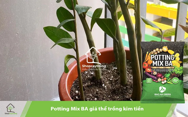 Hỗn hợp Potting Mix BA chuyên dụng, giá thể trồng cây kim tiền nhanh nở hoa