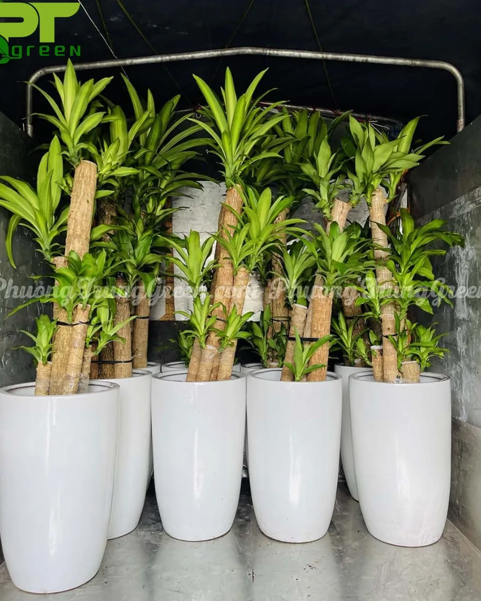 PTGreen giao phát tài khúc đên tận nơi cho khách