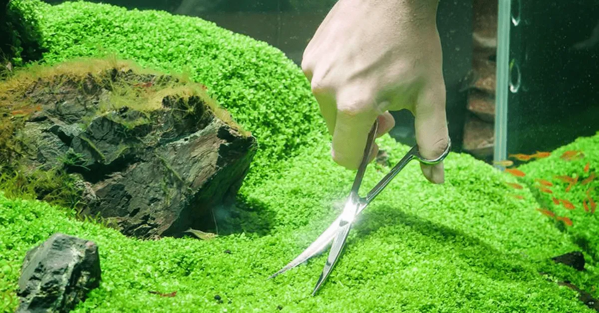 Cận cảnh thảm cây trân châu ngọc trai xanh mướt dưới nước