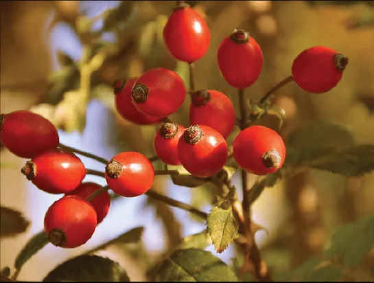 Quá trình quả hoa hồng chuyển từ xanh sang đỏ báo hiệu hạt đã chín