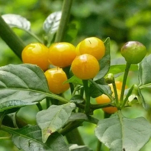 Quả Ớt Peru Charapita Vàng - Hình dáng nhỏ nhắn đặc trưng