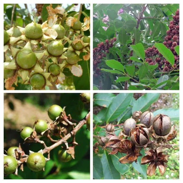 Quả và hạt bằng lăng tím, phương pháp nhân giống trong kỹ thuật trồng hoa bằng lăng tím.