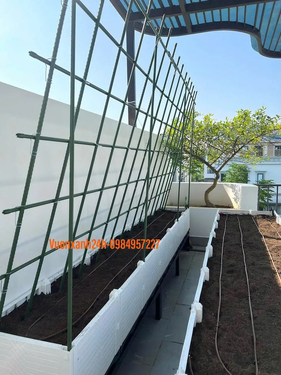 Thi công giàn cây leo bằng que cắm lõi thép trên chậu trồng