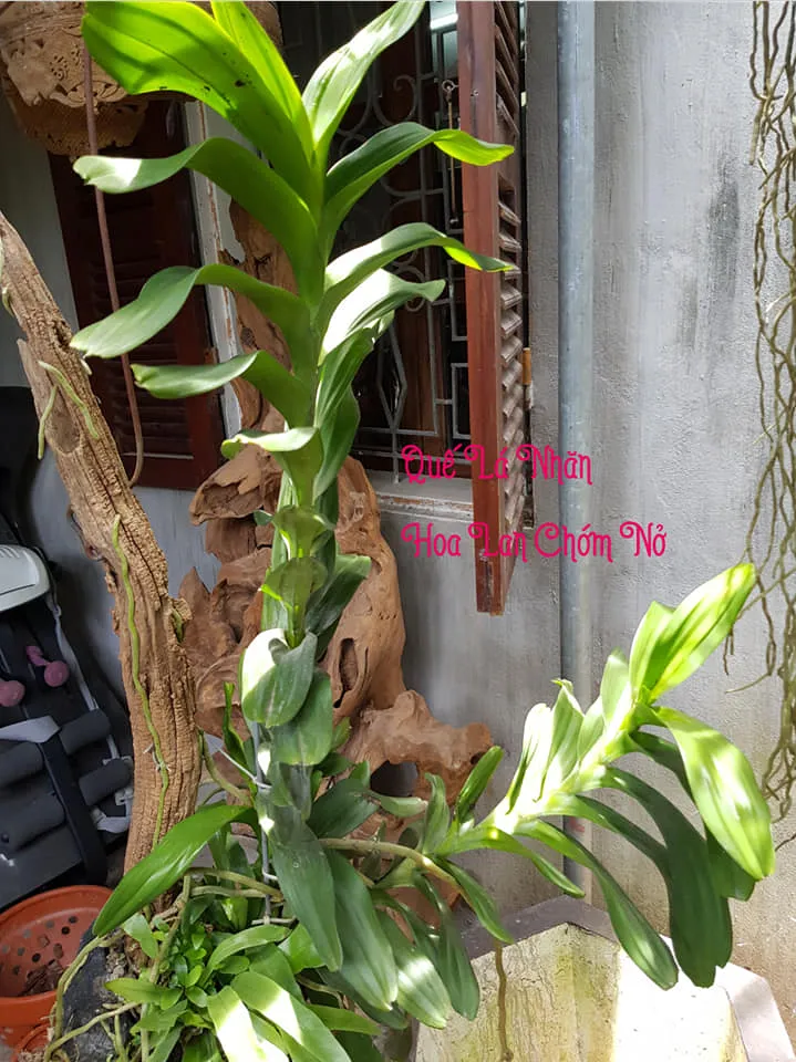 quáº¿ thÃ¡ng 8 lÃ¡ nháº¯n