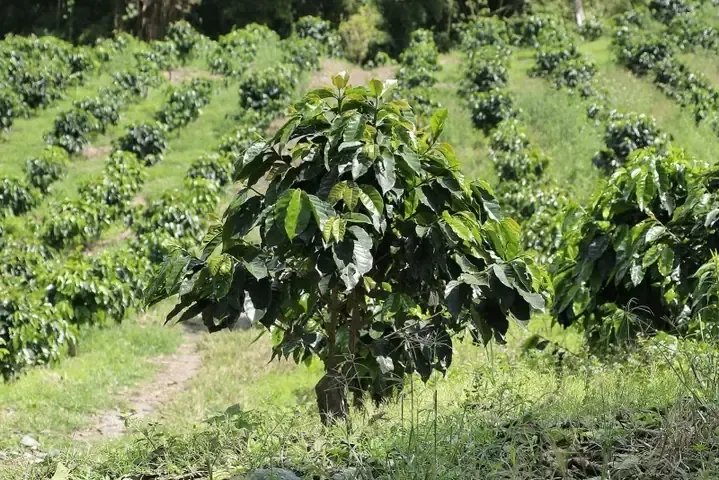 Quy trình xen canh cà phê xanh lùn cùng cây che bóng để tối ưu hóa năng suất